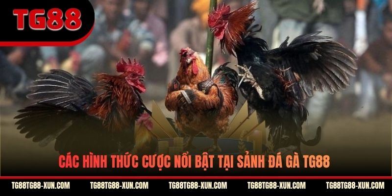 Các hình thức cược nổi bật tại sảnh đá gà TG88