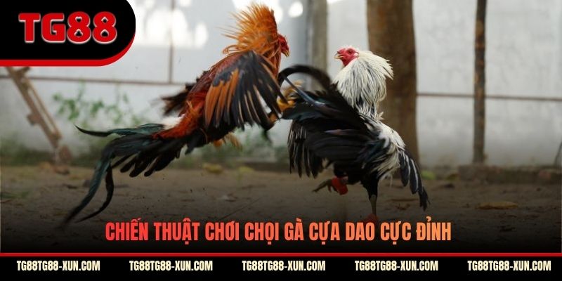 Chiến thuật chơi chọi gà cựa dao cực đỉnh
