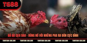 Đá Gà Cựa Dao - Bùng Nổ Với Những Pha Ra Đòn Cực Đỉnh
