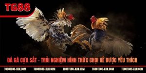 Đá Gà Cựa Sắt - Trải Nghiệm Hình Thức Chọi Kê Được Yêu Thích