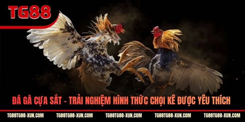 Đá Gà Cựa Sắt - Trải Nghiệm Hình Thức Chọi Kê Được Yêu Thích