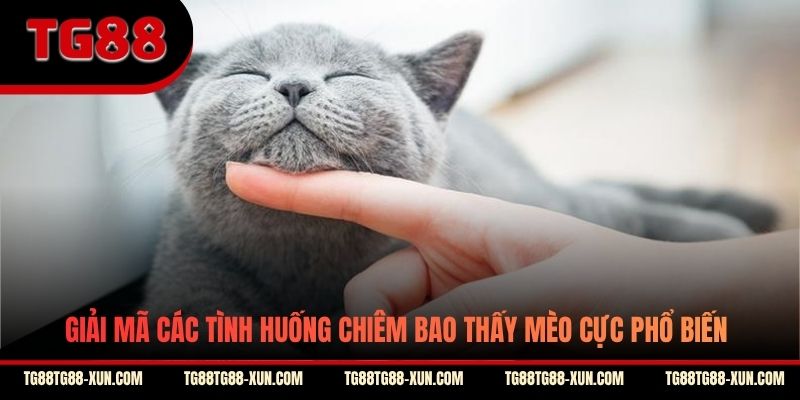 Giải mã các tình huống chiêm bao thấy mèo cực phổ biến