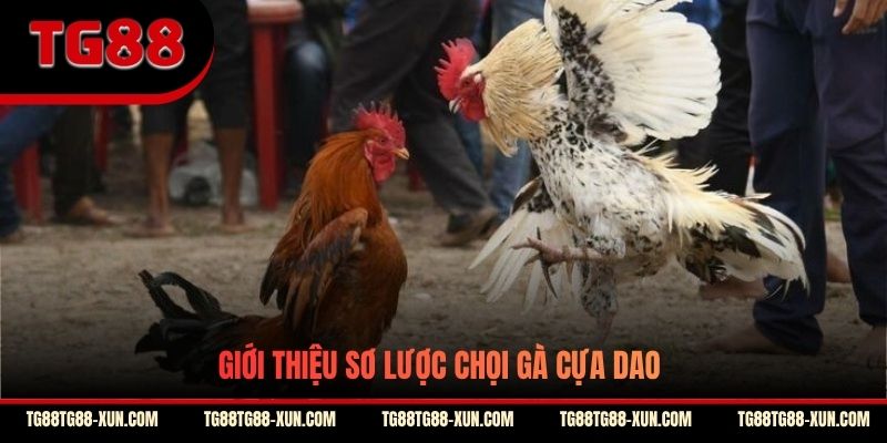Giới thiệu sơ lược chọi gà cựa dao