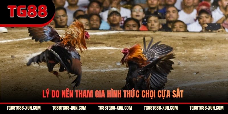 Lý do nên tham gia hình thức chọi cựa sắt