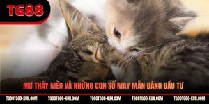 Mơ Thấy Mèo Và Những Con Số May Mắn Đáng Đầu Tư