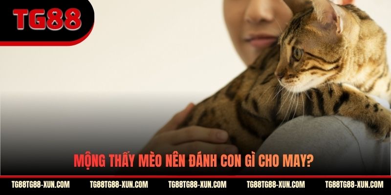 Mộng thấy mèo nên đánh con gì cho may?