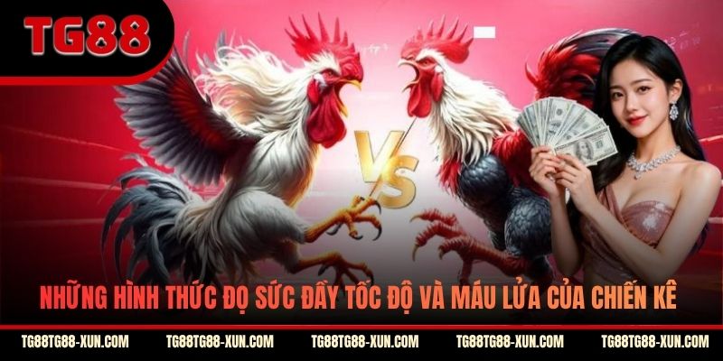 Những hình thức đọ sức đầy tốc độ và máu lửa của chiến kê