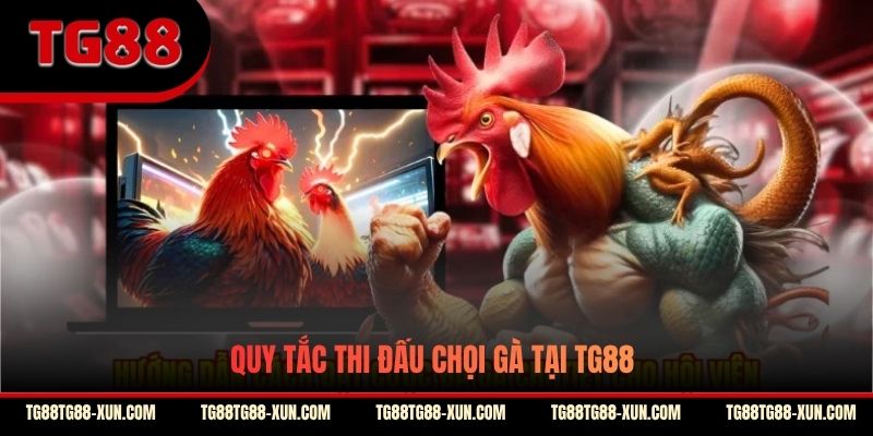 Quy tắc thi đấu chọi gà tại TG88