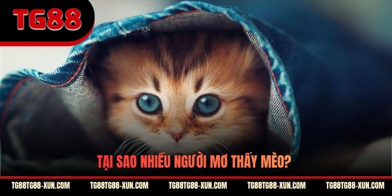 Tại sao nhiều người mơ thấy mèo?