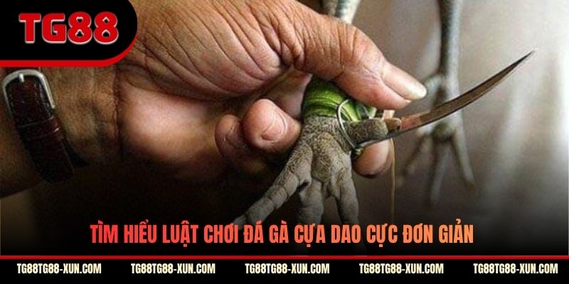 Tìm hiểu luật chơi đá gà cựa dao cực đơn giản