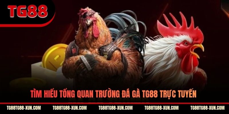Tìm hiểu tổng quan trường đá gà TG88 trực tuyến